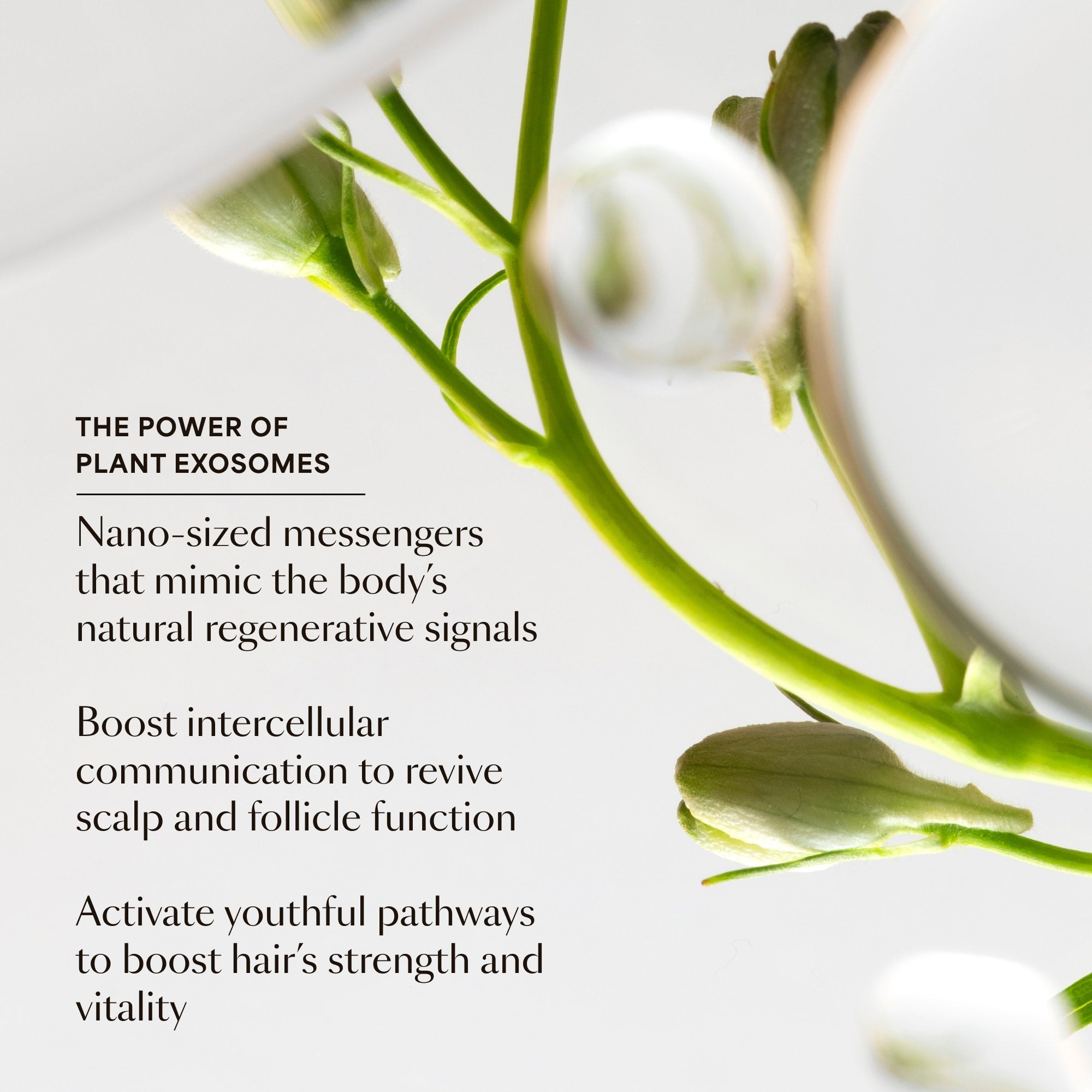 https://cdn.shopify.com/s/files/1/1336/0857/files/08_GRO_Hair-Serum_Plant-Exosomes_06.30.25.jpg?v=1763710276